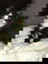 Alphie
