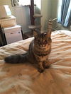 Gidget