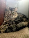 Gidget