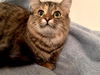 Gidget
