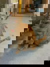 Absoun