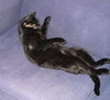 Wilbert