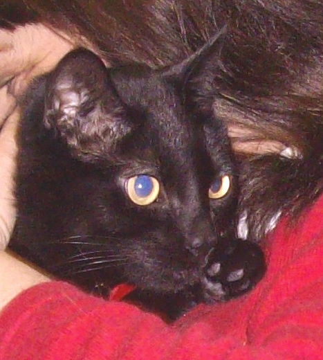 Wilbert