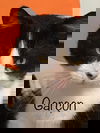 Garçon