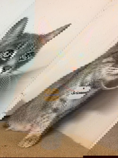Grizoune