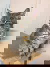 Grizoune