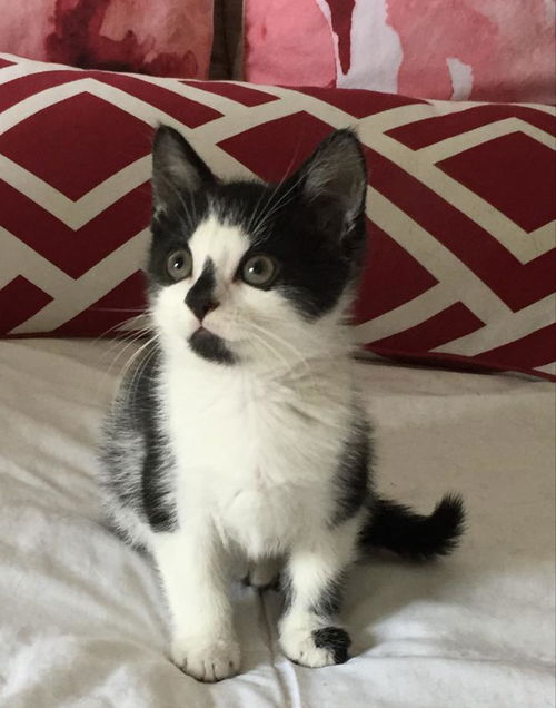 Tasha
