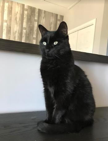 Onyx-2