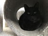 Onyx-2