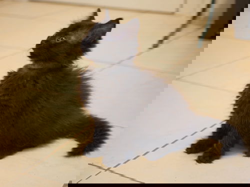 Pamplemousse