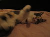 Annabelle