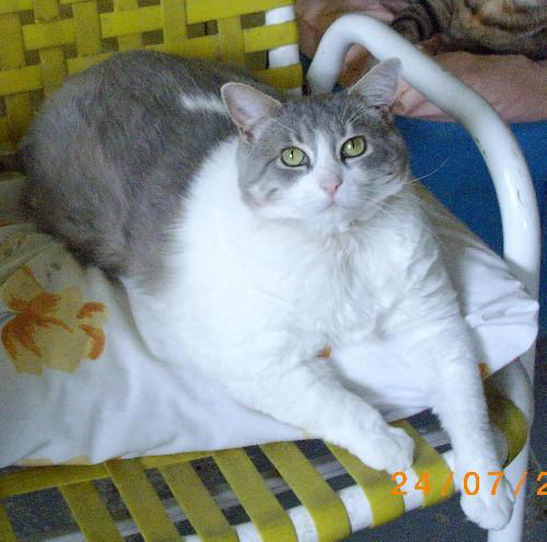 Gertie