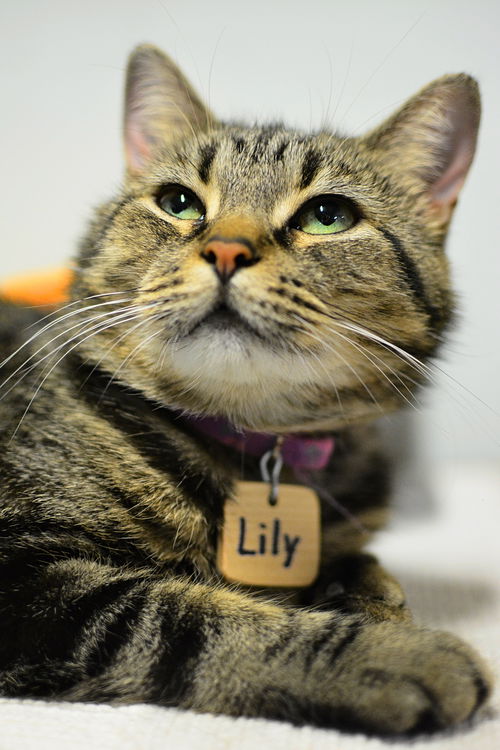 Lily
