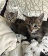 Tango