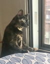 Jasmine