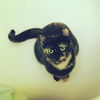 Jasmine