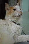 Ziggy