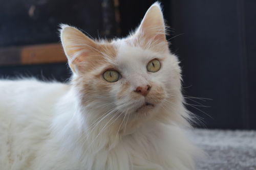 Ziggy