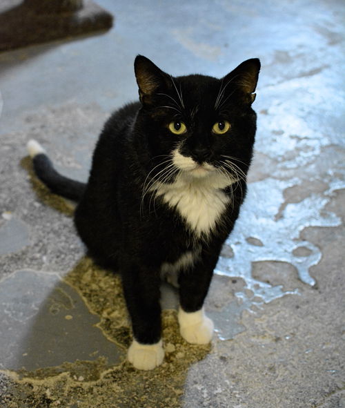 Hubert