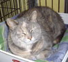 Maggie