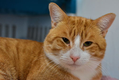 Hugo