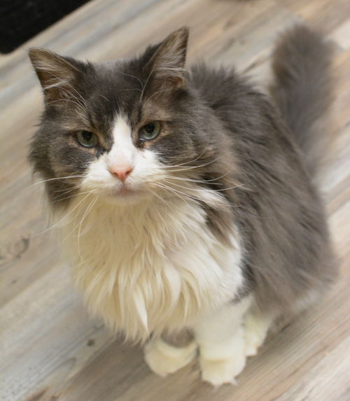 Fluffy