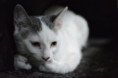 Juliette