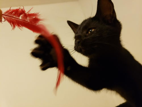Elsa