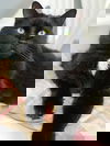 Léo