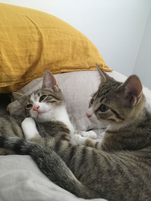 Machu & Pichu