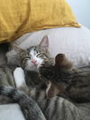 Machu & Pichu