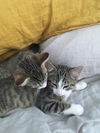 Machu & Pichu
