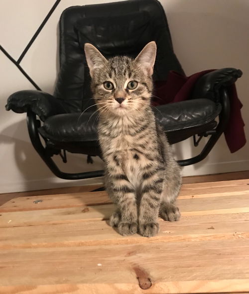 Baby Léo