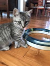 Jazzy
