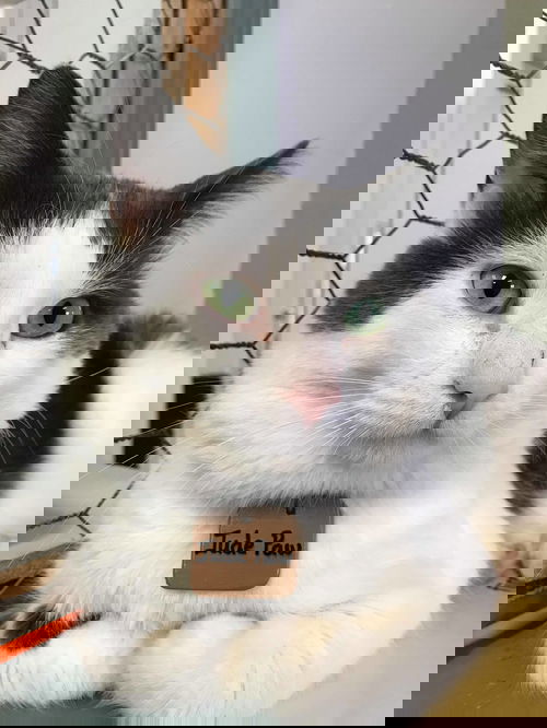 Jude Paw
