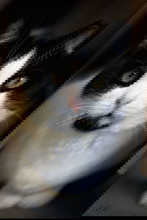 Zoé