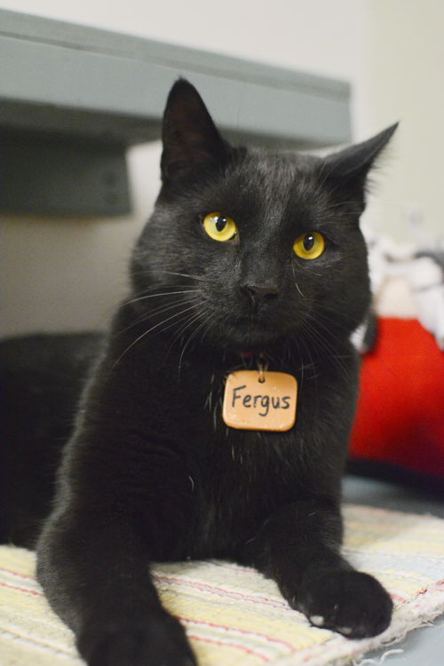 Fergus