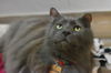 Willow