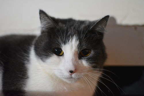 Paloma