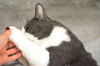 Filou