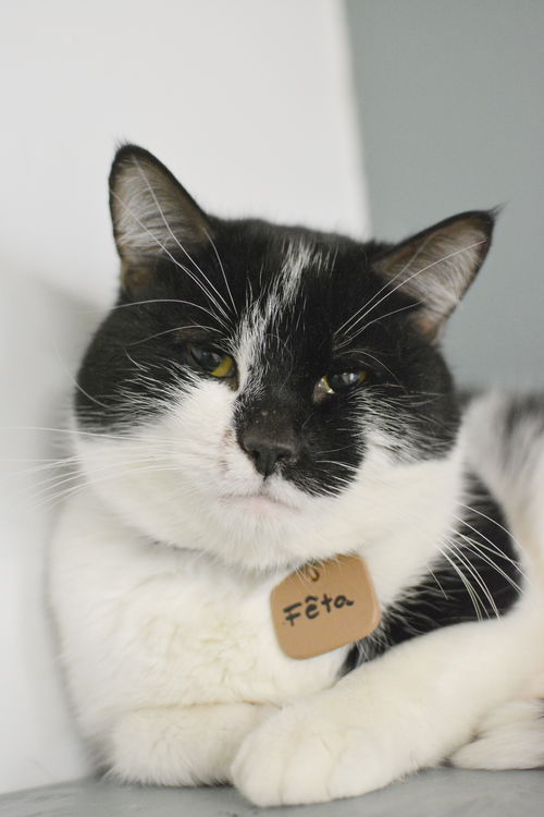 Fêta