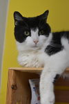 adoptable Cat in , QC named Plume