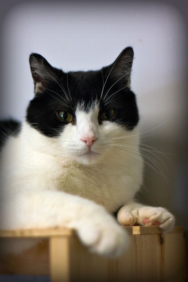 adoptable Cat in Montreal, QC named Plume