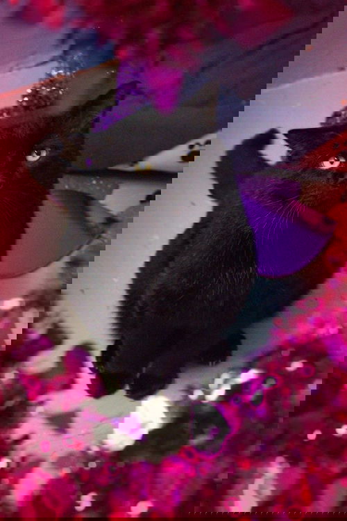 Hubert-2