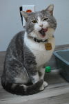 Oscar