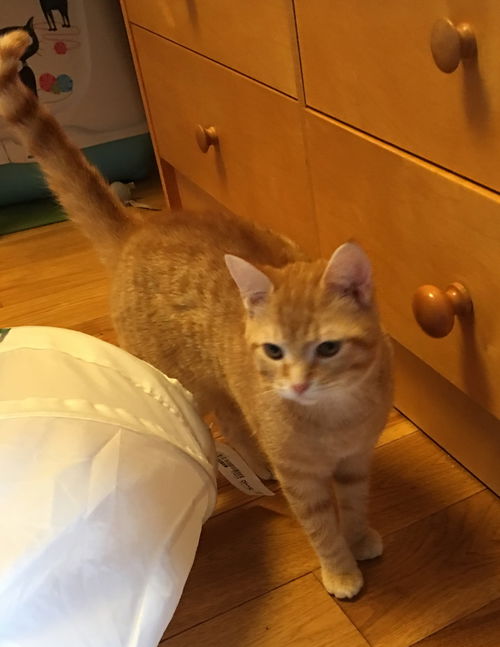 Ginger-2