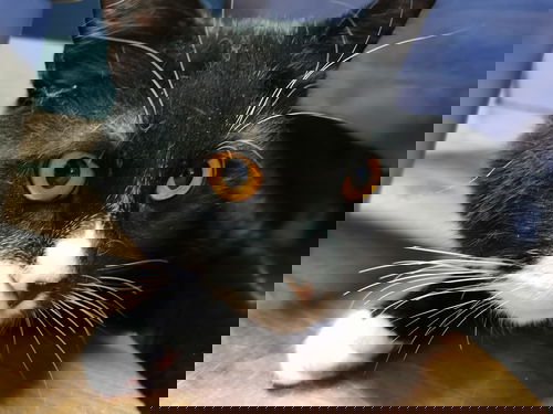 Barnabé