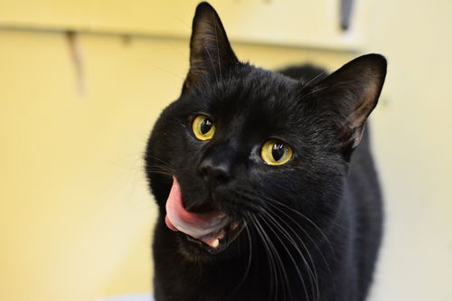 Salem