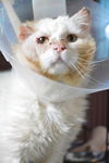 Yuki