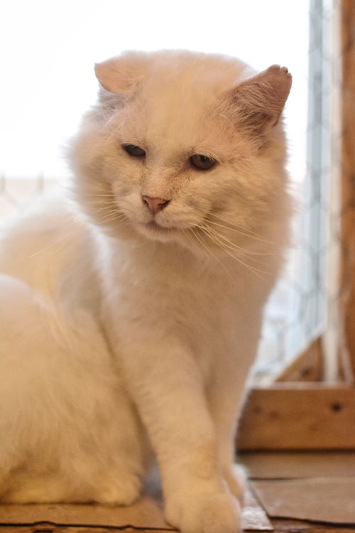Yuki
